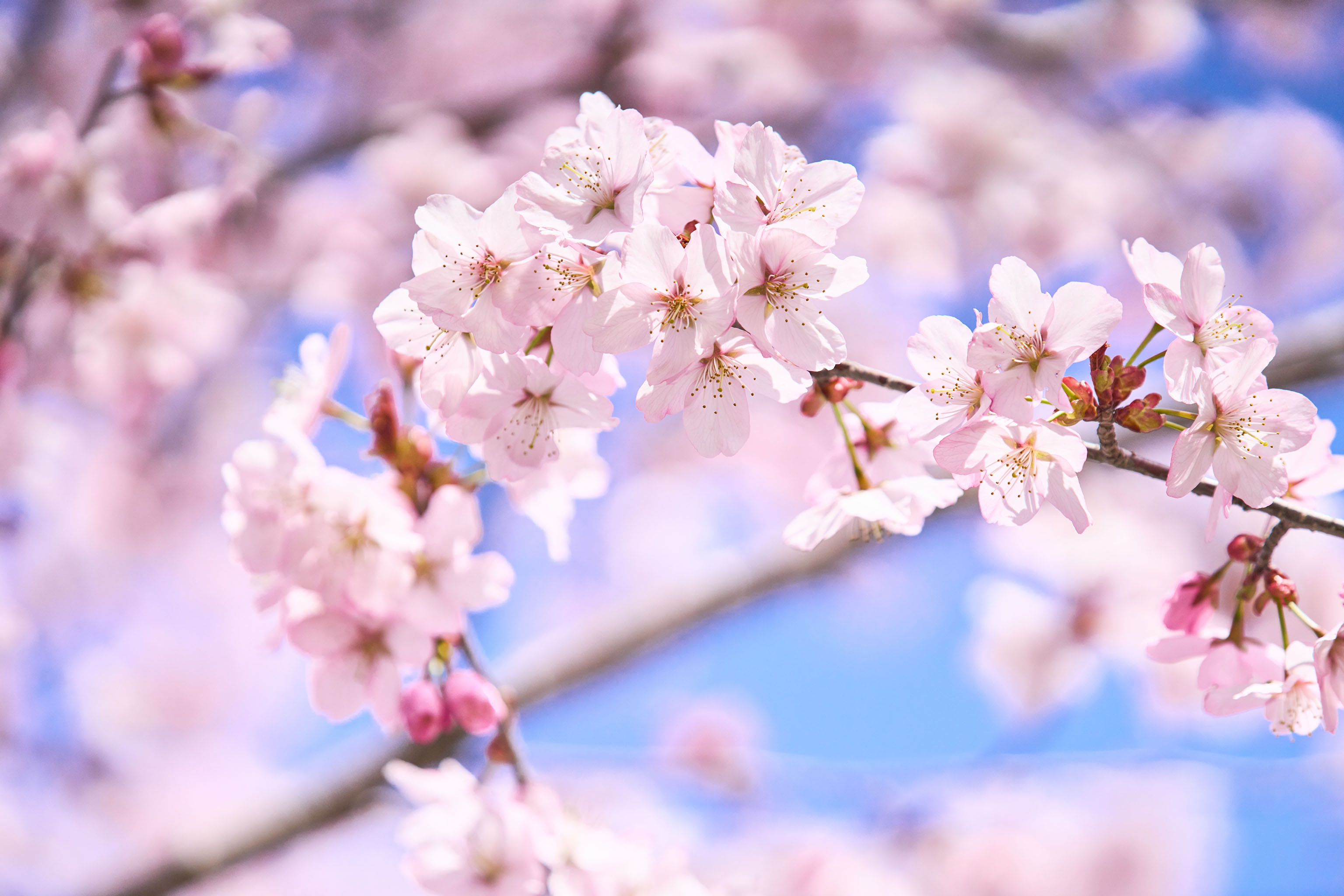 【桜子ページ】おまとめ4点(5点) 桜子様 専用ページ】おまとめ4点(5点)