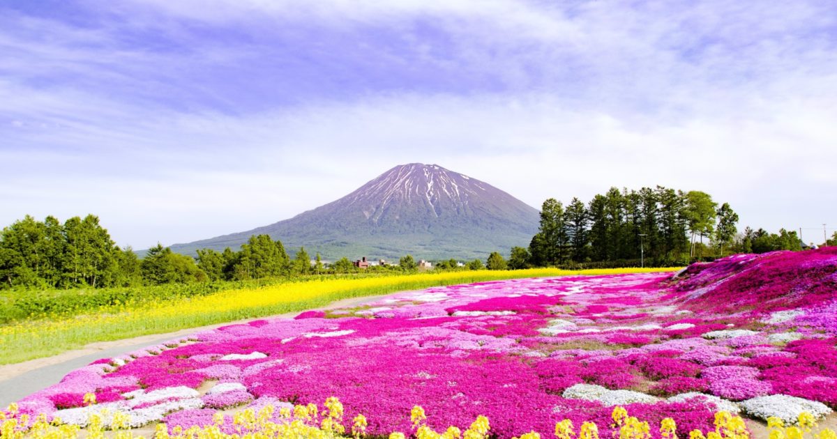 さくらとなつのお庭☆ページ 三島邸の芝桜ガーデン | ニセコセントラル
