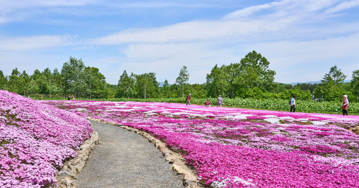 三島さんの芝ざくら庭園」が今年も見頃です | ニセコセントラル