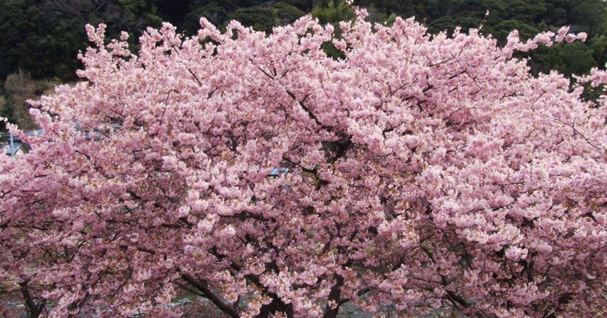 Enjoy Cherry Blossoms on Your Travels to Niseko | Niseko Central