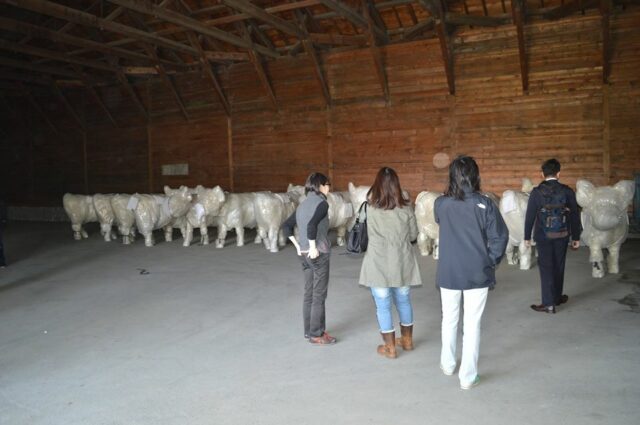 Cows arrive in Niseko for Cow Parade Niseko