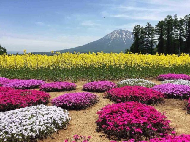 三島邸芝桜ガーデン