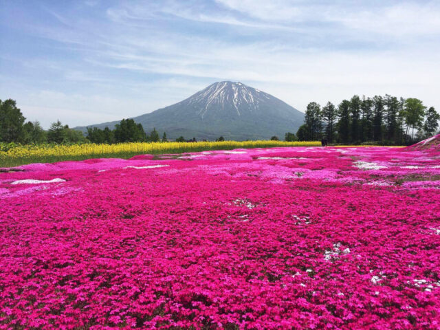 三島邸芝桜ガーデン