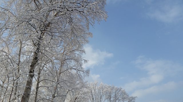 2015-12-17-december-snow-trees-blue-sky
