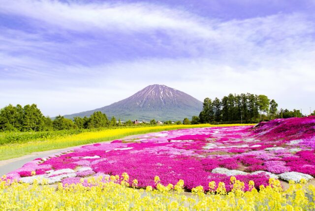 芝桜（倶知安町）