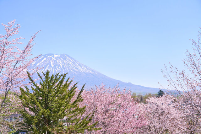 写真：2024年5月2日 （ニセコ町）