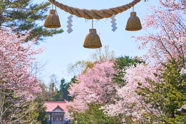 写真：2024年5月2日 （ニセコ町 狩太神社）