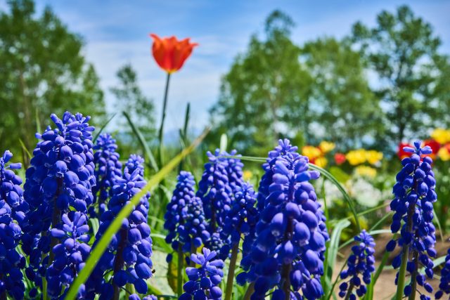 20240516 Niseko Flower Nature Stock 三島 DSC9946 Lores 5