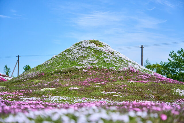 20240516 Niseko Flower Shibazakura 三島 DSC9792 Lores 1