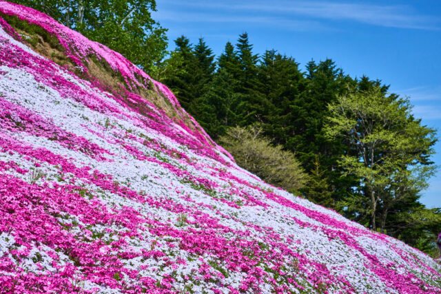 20240516 Niseko Flower Shibazakura 三島 DSC9823 Lores 7