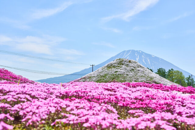 20240522 Niseko Shibazakura 三島 DSC0046 Lores 12