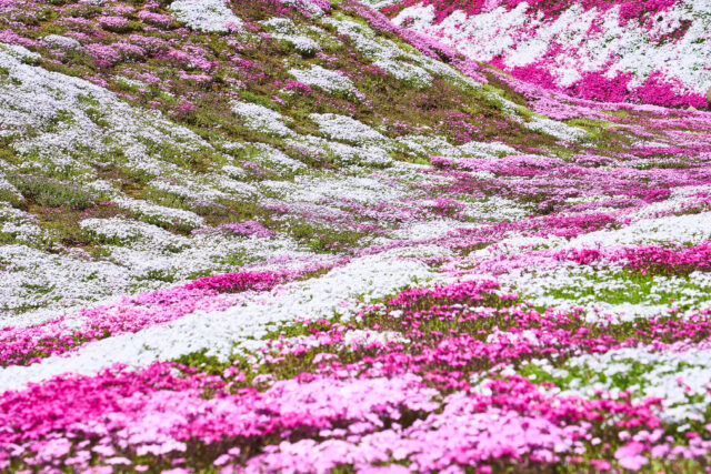 20240522 Niseko Shibazakura 三島 DSC0094 Lores 22