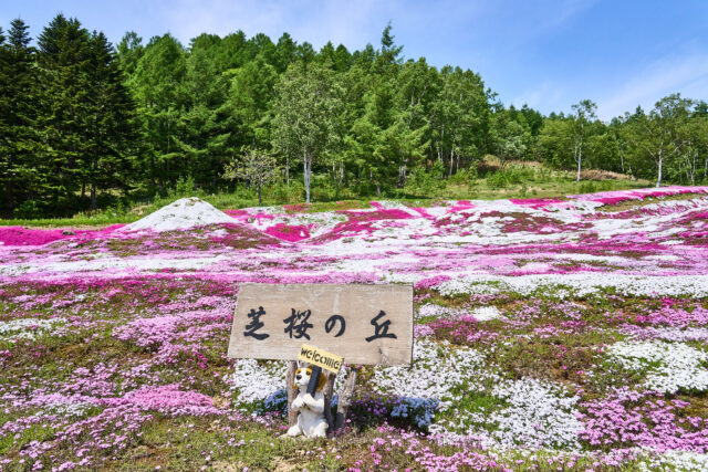 20240522 Niseko Shibazakura 三島 DSC0108 Lores 25