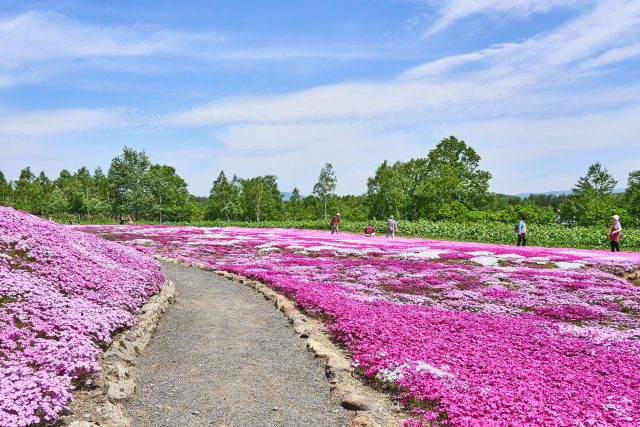 20240522 Niseko Shibazakura 三島 DSC0154 Lores 28