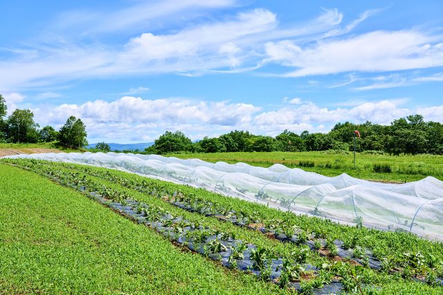20240619 Experience Niseko Green Farm Pizza Making DSC4815 Lores 6