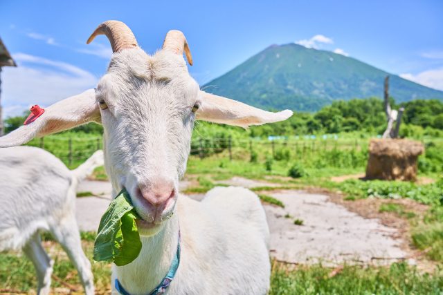 20240619 Experience Niseko Green Farm Pizza Making DSC6176 Lores 100