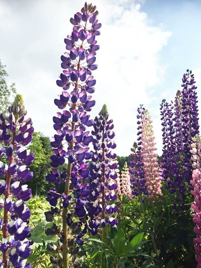 lupinus3