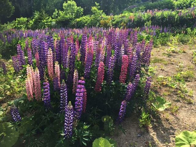 lupinus2