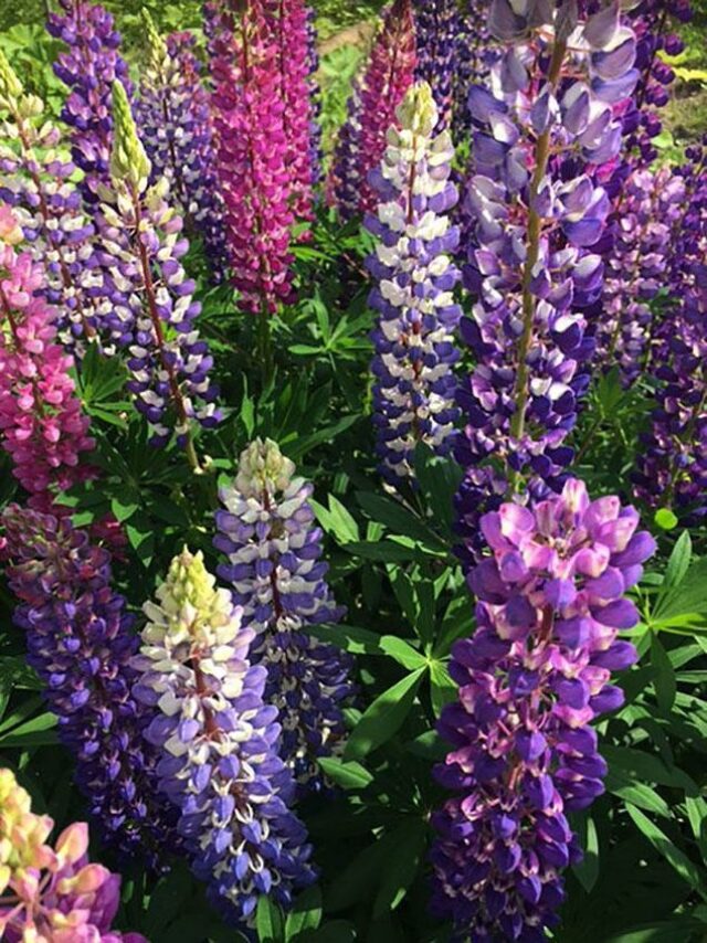 lupinus4