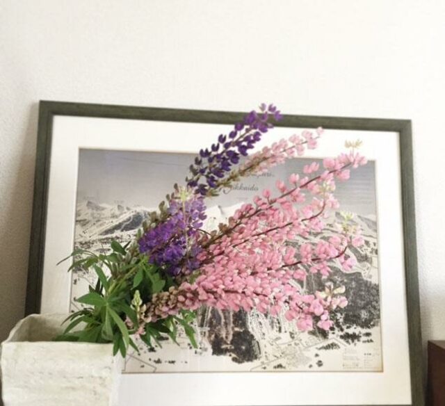 lupinus1