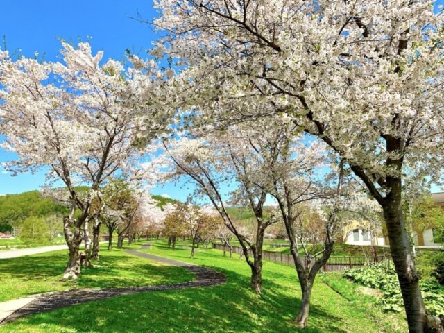 5 Sakura Cherry Blossoms in Niseko area