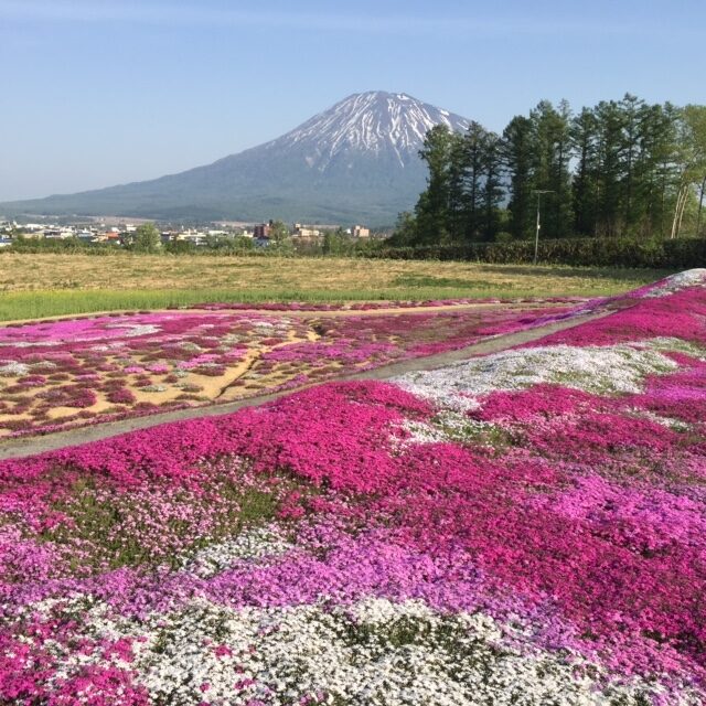 Shibazakura1 1