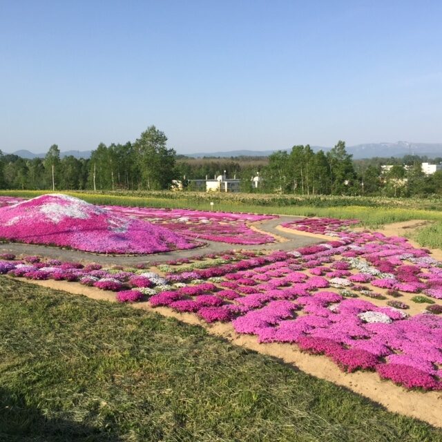 Shibazakura1 2