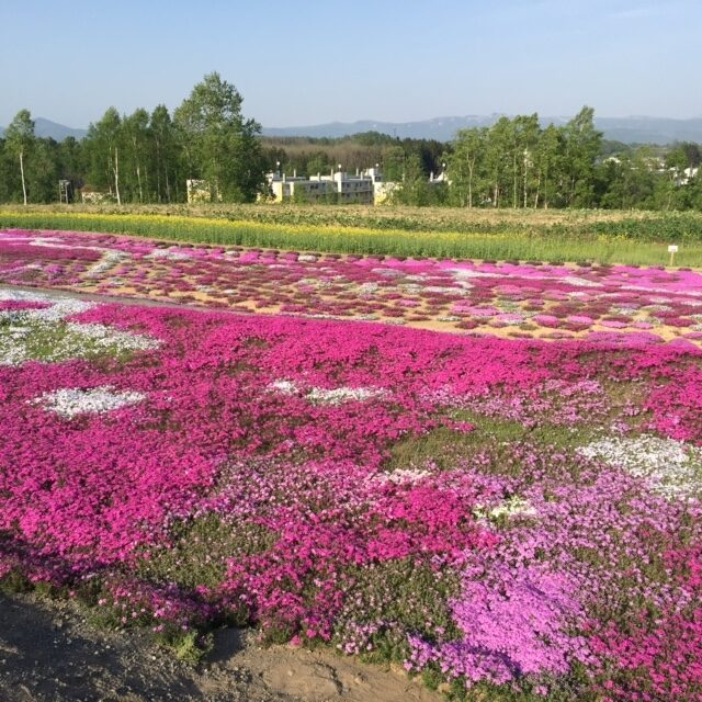 Shibazakura1 3