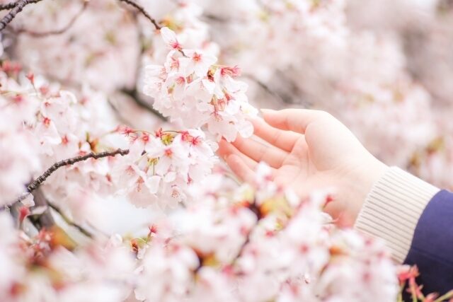 Cherry Blossom Touch