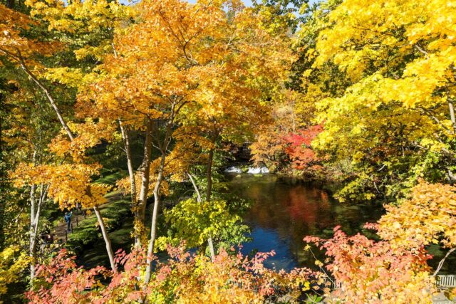 Fukidashi Park Autumn Leaves 2