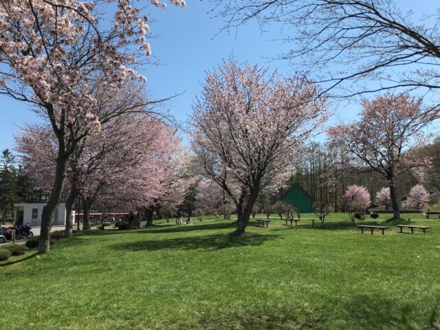 Fukidashi sakura 2019 24