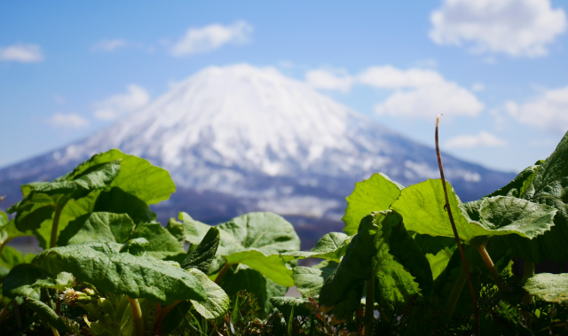 Niseko in Spring April