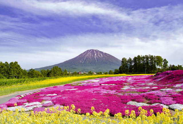 Niseko in Summer