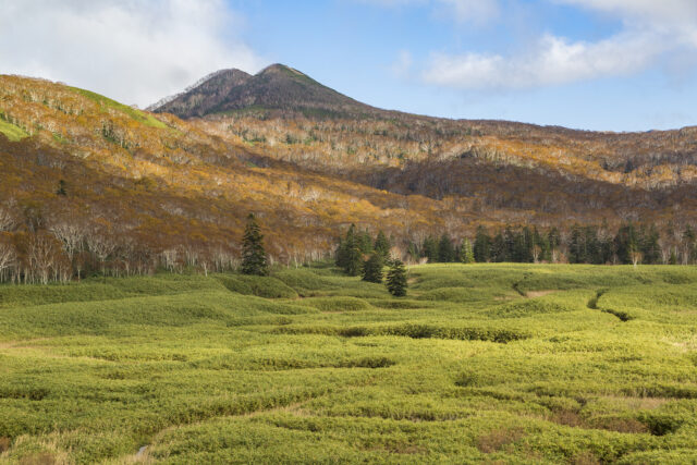 Panorama Line In Autumn Green Grass
