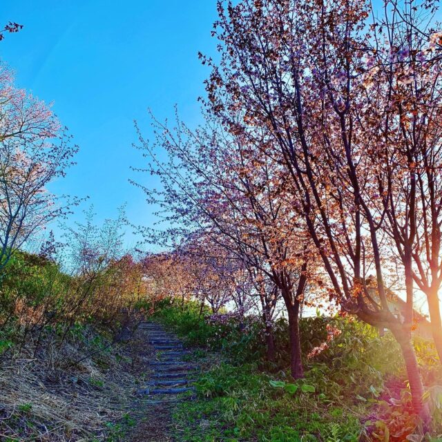 Sakura Cherry Blossomes Yuko Miyake Photo May 09 19 13 38 34