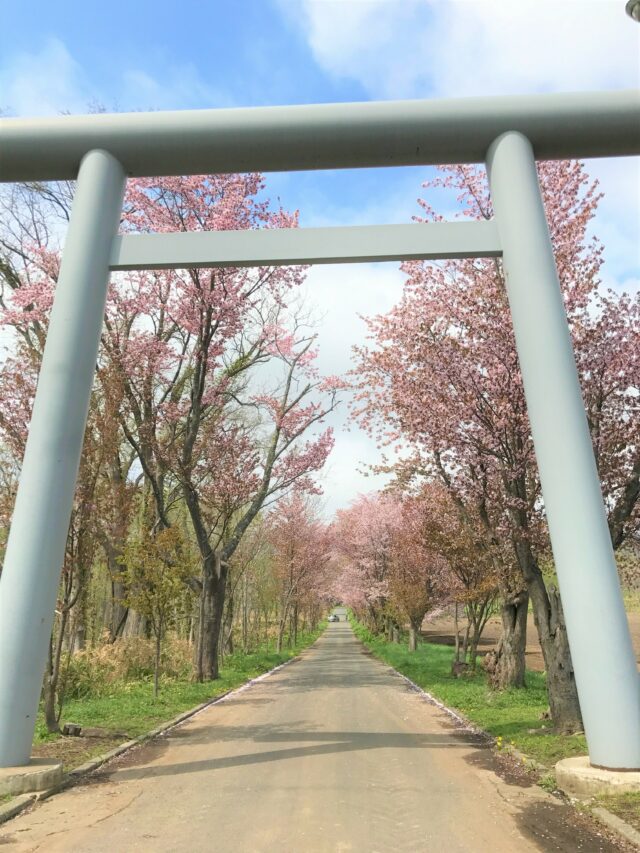 Sakura Cherry Blossomes Yuko Miyakesakura cherry blossoms in niseko area 6