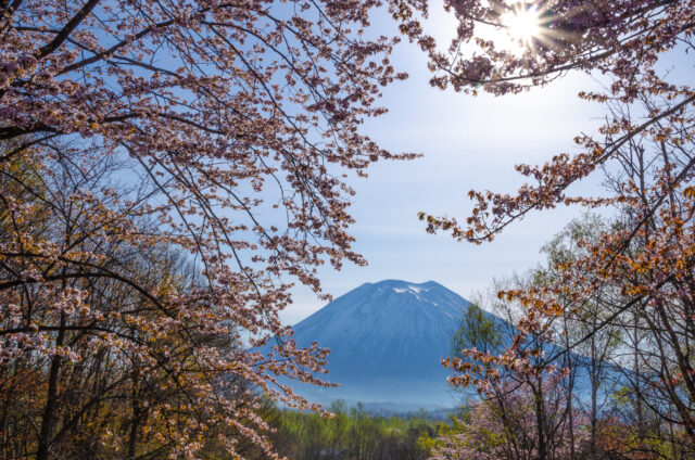 Sakura in full bloom 202000001