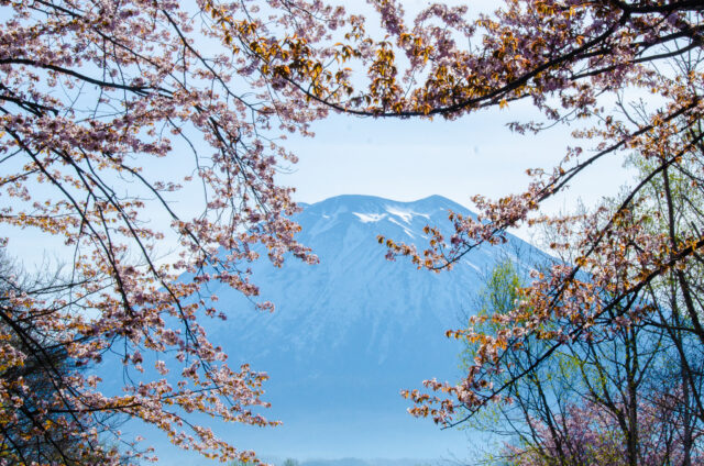 名峰羊蹄山と桜