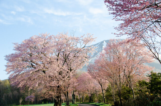 真狩村から羊蹄山を背景に