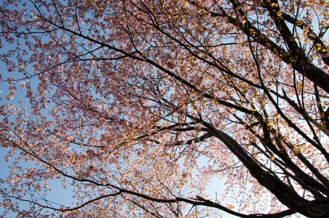 Sakura in full bloom 202000005