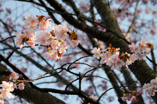 ニセコの桜