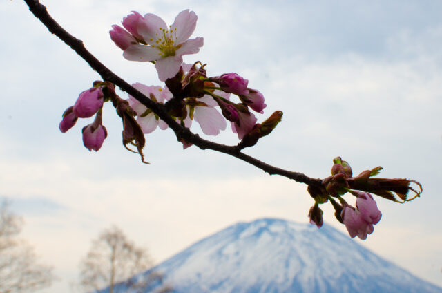 雪が残る羊蹄山と桜