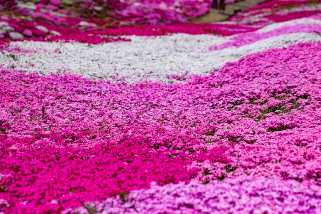 三島邸芝桜ガーデン