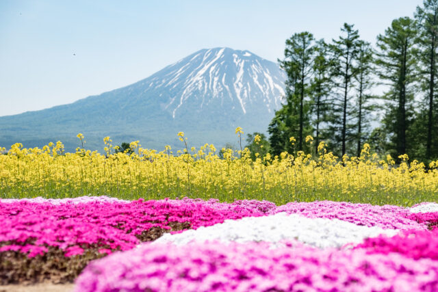 三島邸芝桜ガーデン