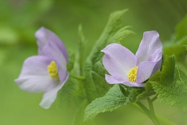 Shirane Aoi Flowers