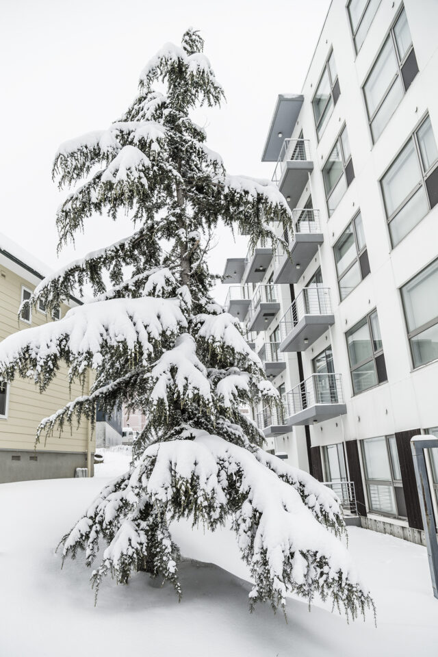 Snow pine tree