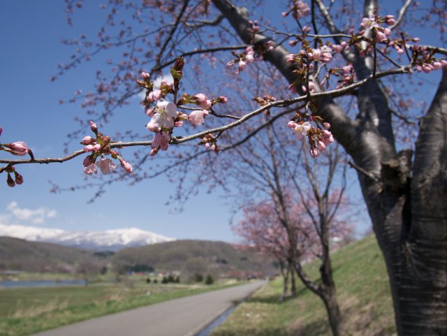 Spring Sakura April 2023 9