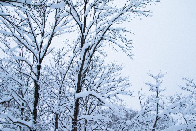 Winter Snow Trees 12 28 17 5