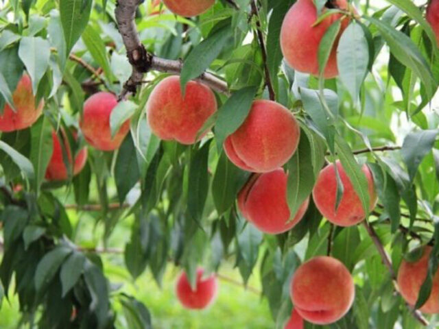 Yamamoto fruit orchard hokkaido2 edit