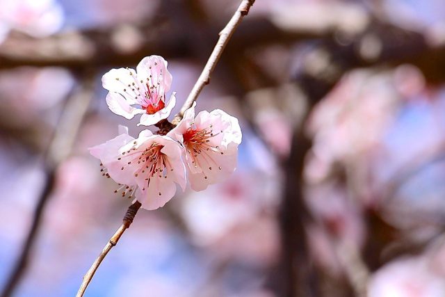 Cherry Blossoms are forecasted in Hokkaido at the end of April!